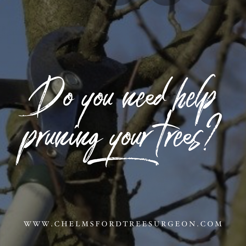 Tree Pruning in Broomfield, Essex