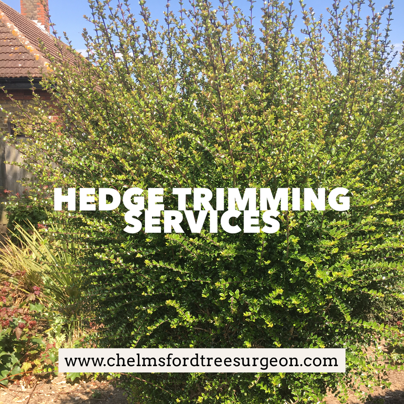 Hedge Trimming Services in Boreham