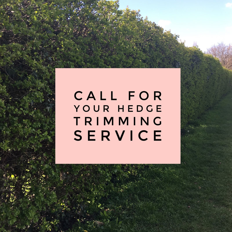 Hedge Trimming Services for Newney Green