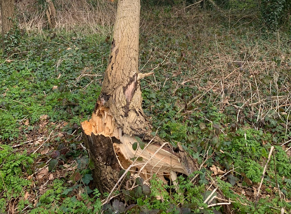 large tree that has a broken base_blog image for Chelmsford Tree Surgeon