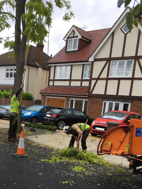 chelmsford tree surgeon team crown thinning a tree in the street
