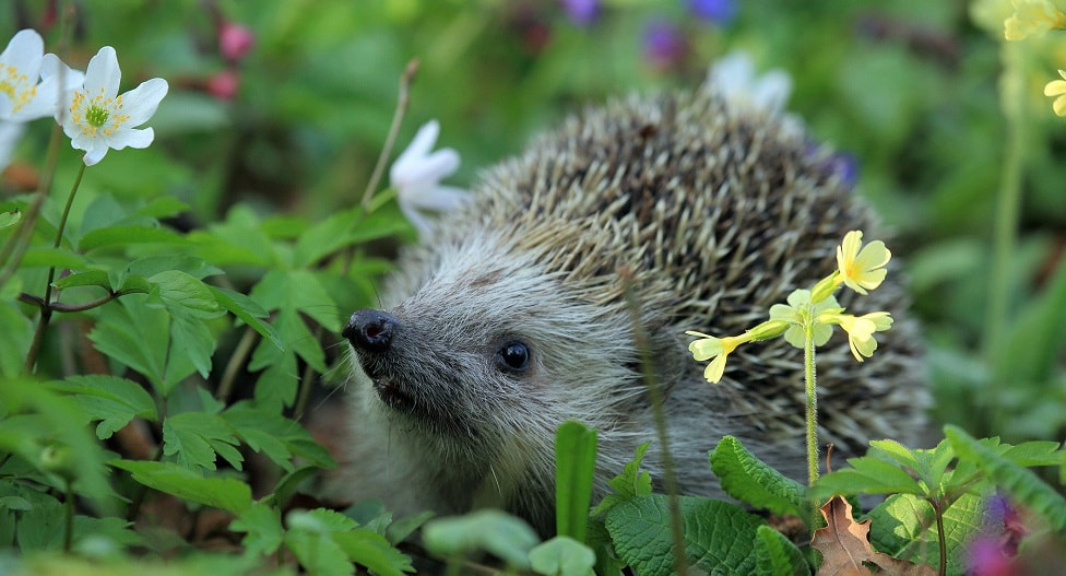 Hedgehog amongst blooming flowers_image for blog_chelmsford tree surgeon
