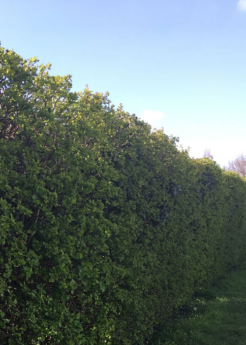 Hedge Trimming Chelmsford