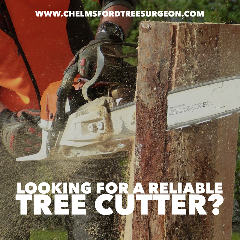 Tree Cutting Services in Stock, Essex