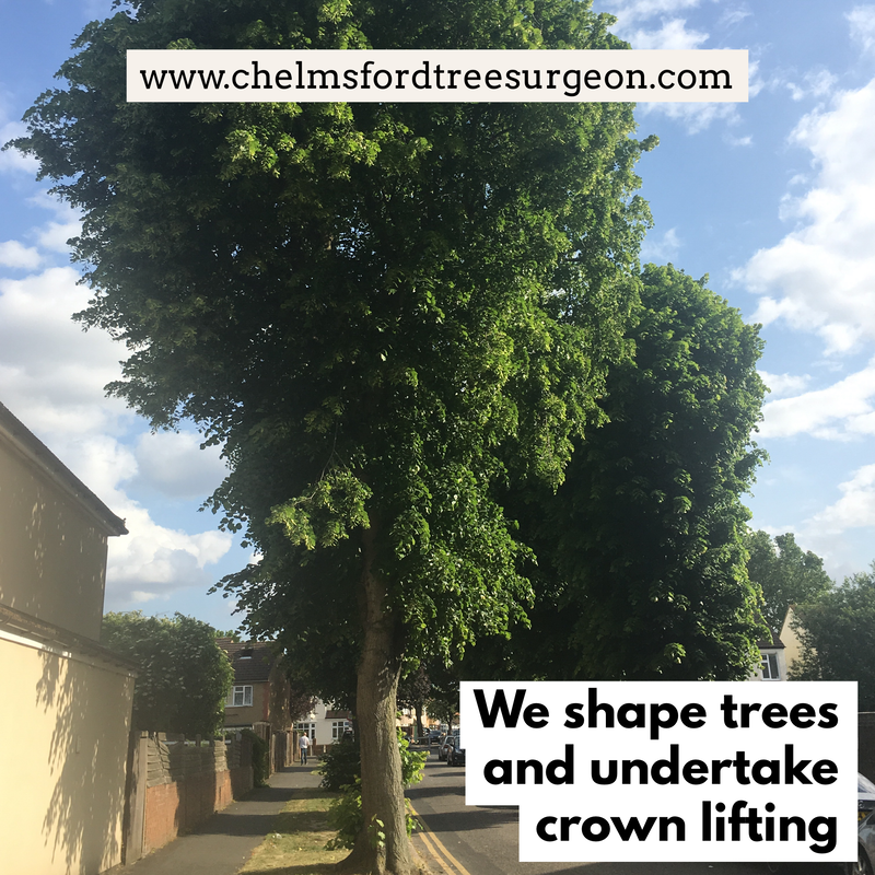 Tree shaping in Hatfield Peveral