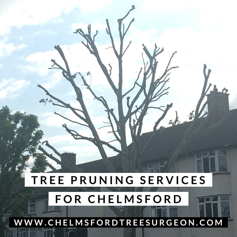 Tree Pruning Services for Danbury
