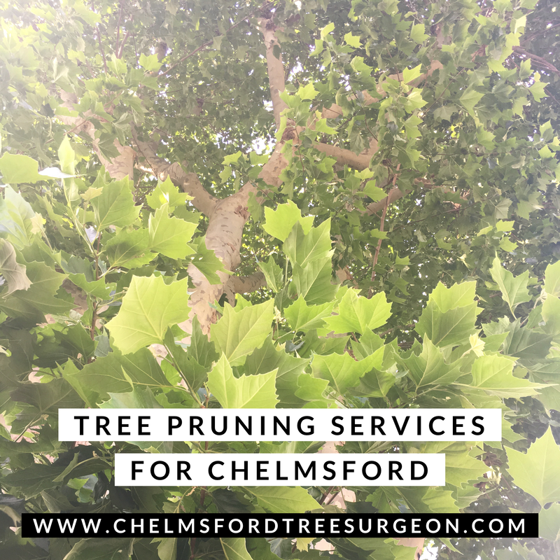 Tree Cutting Services in Billericay, Essex