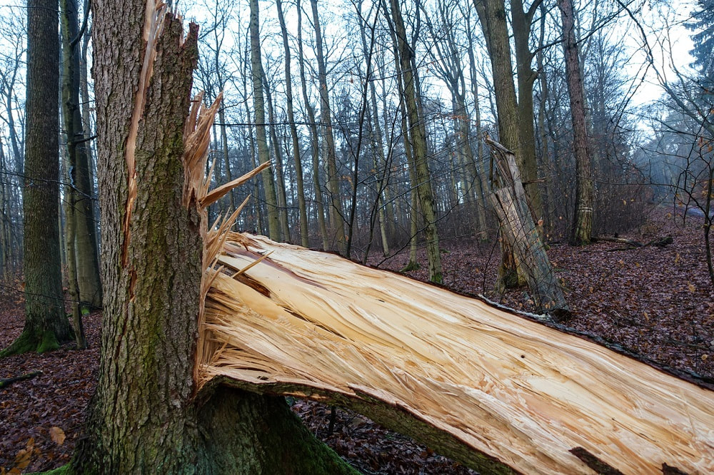 large broken tree-emergency tree services