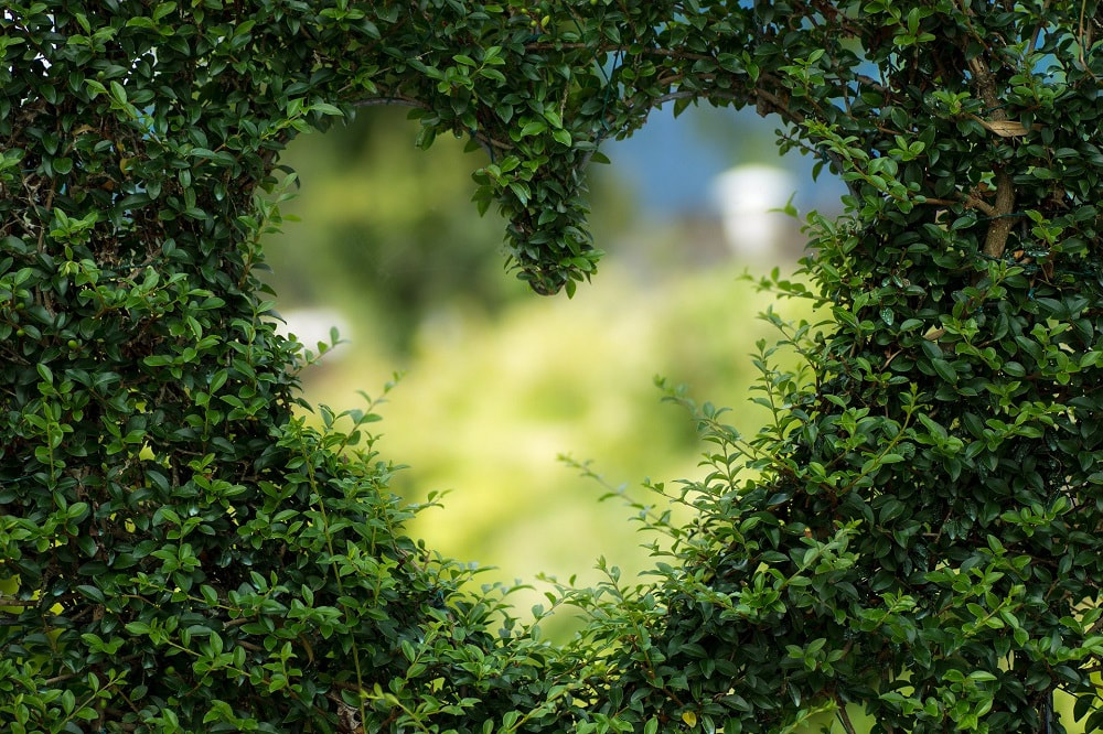 the shape of a heart cut out of a hedge